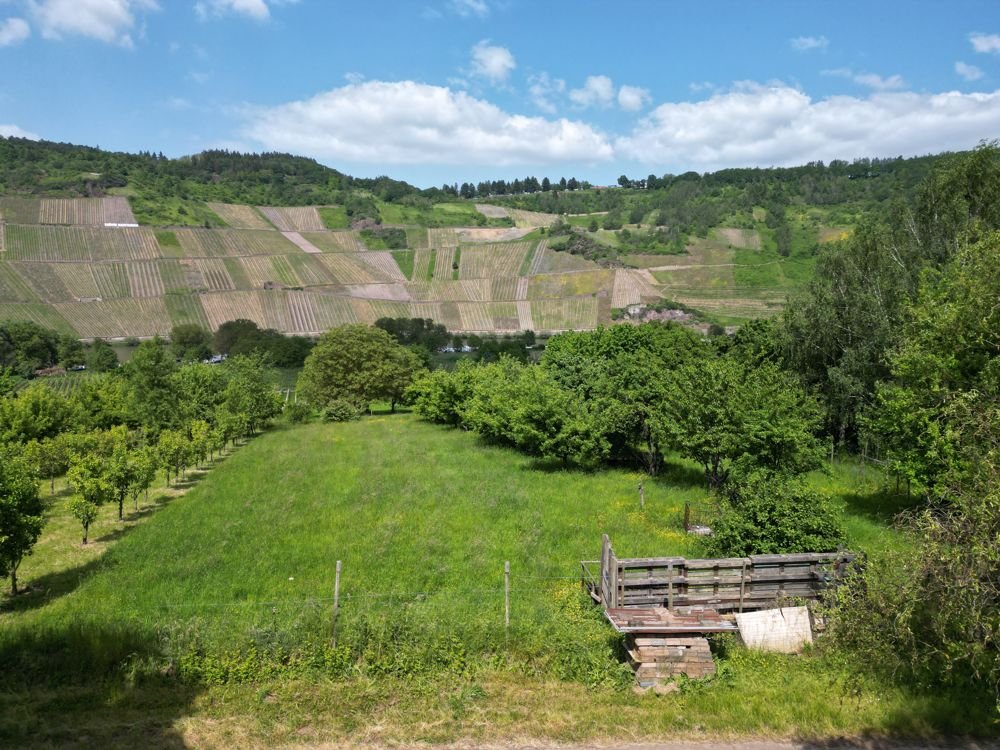 Blick ins Moseltal Blick ins Moseltal