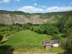 Blick ins Moseltal Blick ins Moseltal