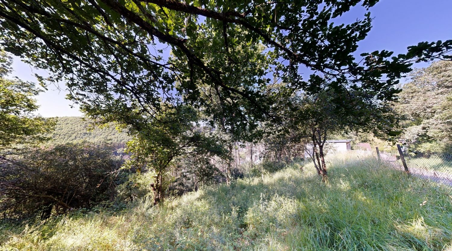 Wiese mit Obstbäumen Wiese mit Obstbäumen